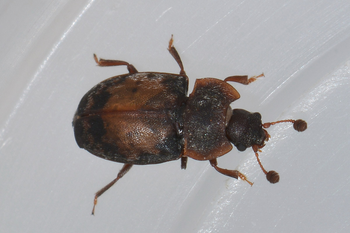 Omosita discoidea - Nitidulidae